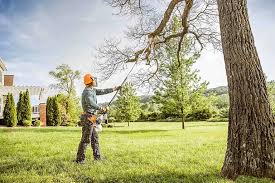 Kayenta, AZ Tree Removal Company