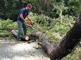 Best Tree and Shrub Care  in Kayenta, AZ